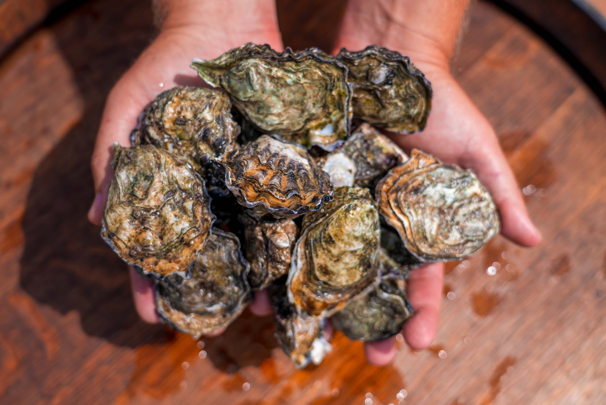 Carlsbad Aquafarm Oysters in hand