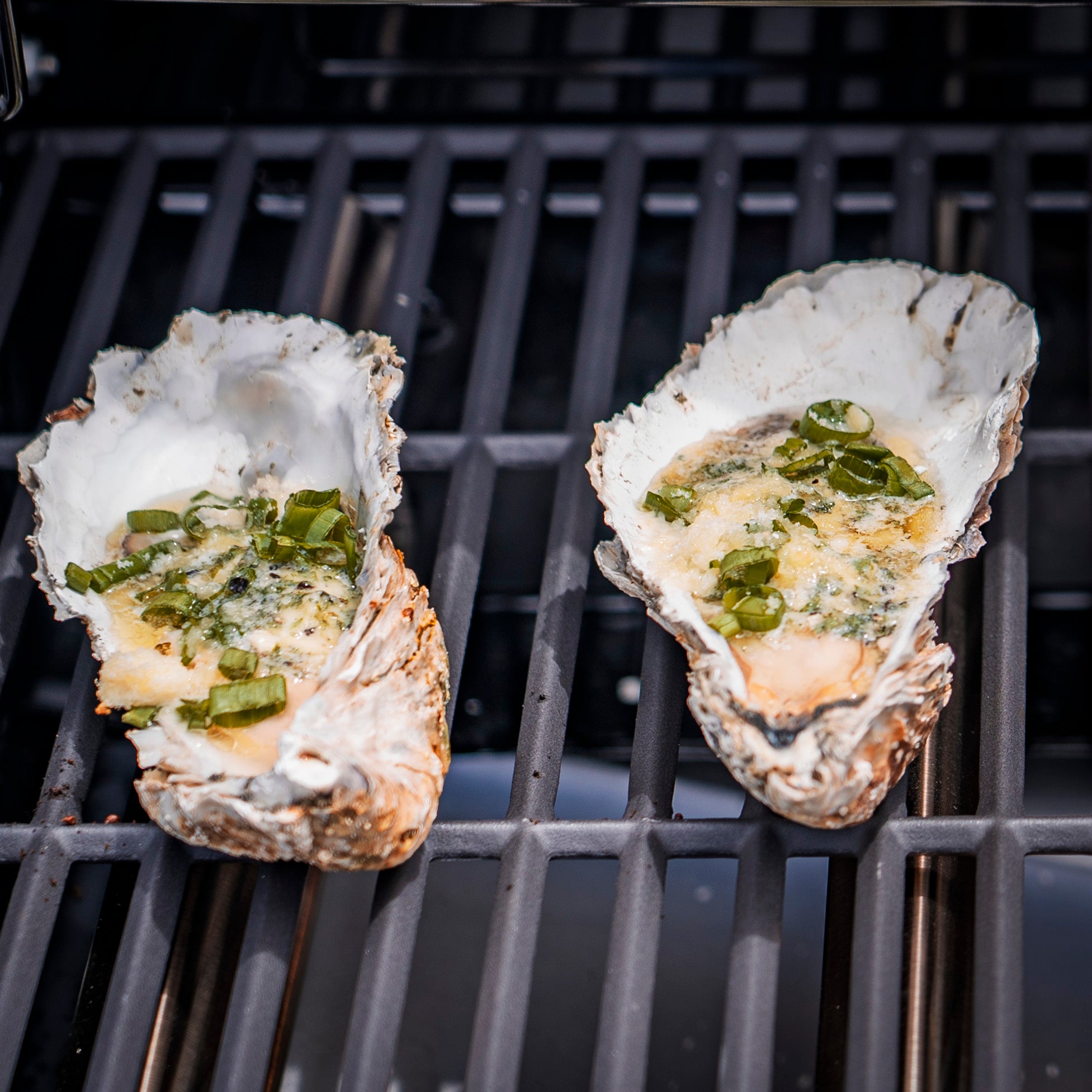 Large Carlsbad Oysters on the barbeque 