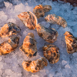 A dozen Carlsbad oysters on ice